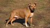 adoptable Dog in Pittstown, NJ named Faith