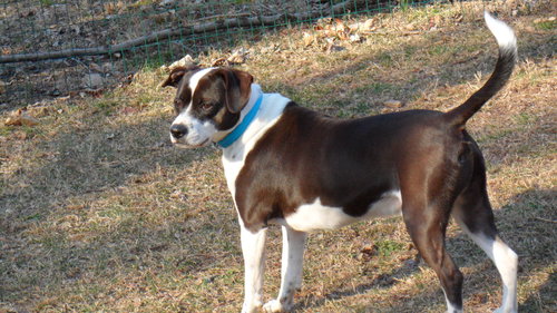 MJ - Boston Terrier / Beagle available for adoption