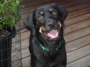 adoptable Dog in Pittstown, NJ named Roxanne (Roxy)