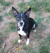 Trixie - Photo 4