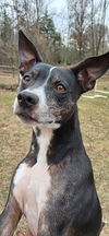 adoptable Dog in pittstown, NJ named Trixie