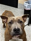 adoptable Dog in  named LoCo  24-232