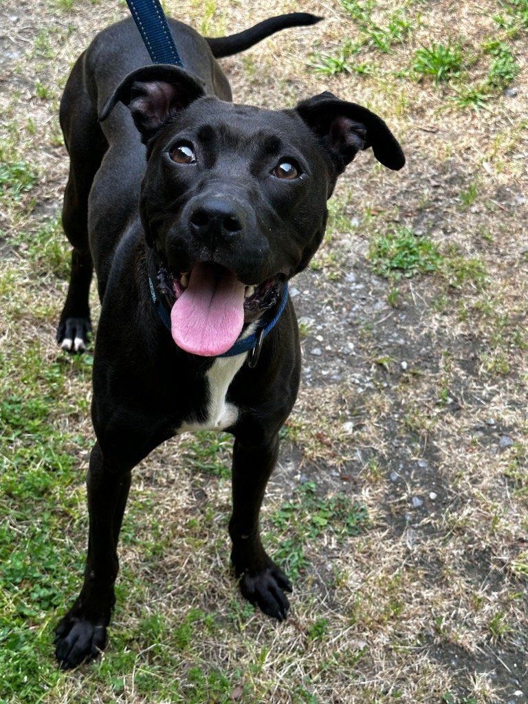 adoptable Dog in Tarboro, NC named Kiki 24-256