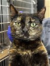 adoptable Cat in  named 24-264