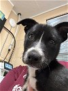 adoptable Dog in  named Shadow 24-281
