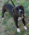 adoptable Dog in  named Zeta 24-304