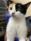 adoptable Cat in  named 24-263