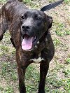 adoptable Dog in  named Boone 24-334