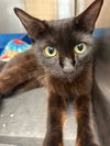 adoptable Cat in Tarboro, NC named 24-486