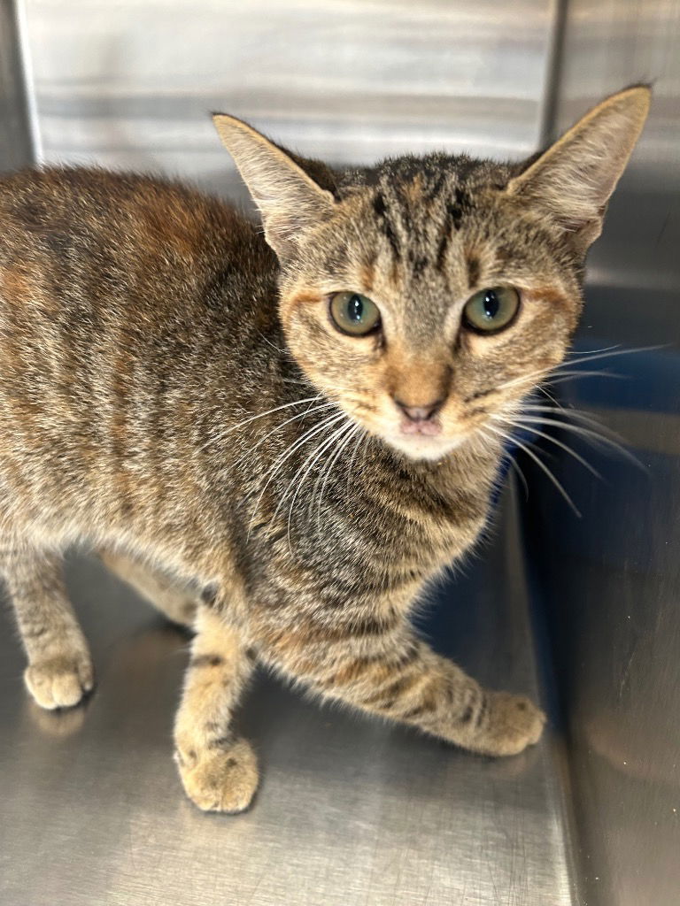 adoptable Cat in Tarboro, NC named 24-600