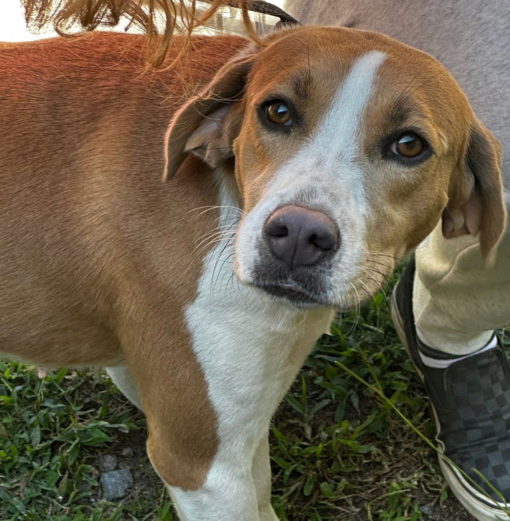 adoptable Dog in Tarboro, NC named 24-648 Cassie