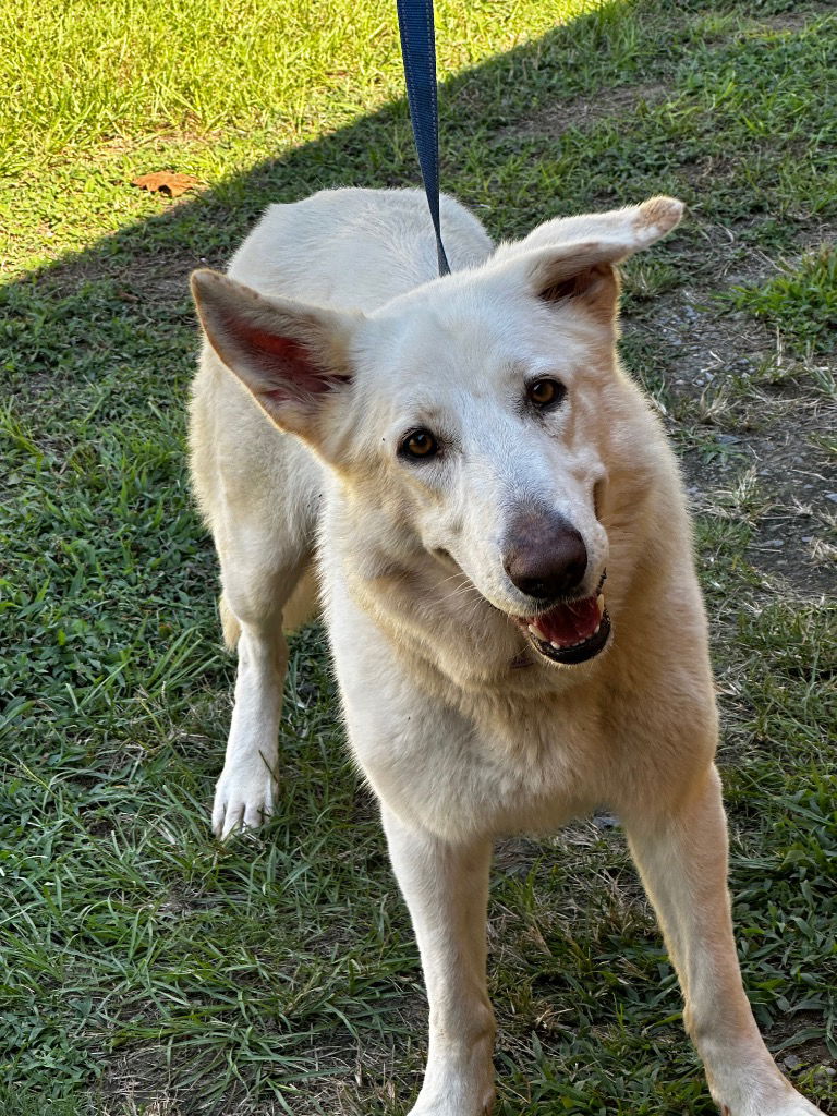 adoptable Dog in Tarboro, NC named 24-622 Vanna