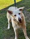 adoptable Dog in  named 24-622 Vanna