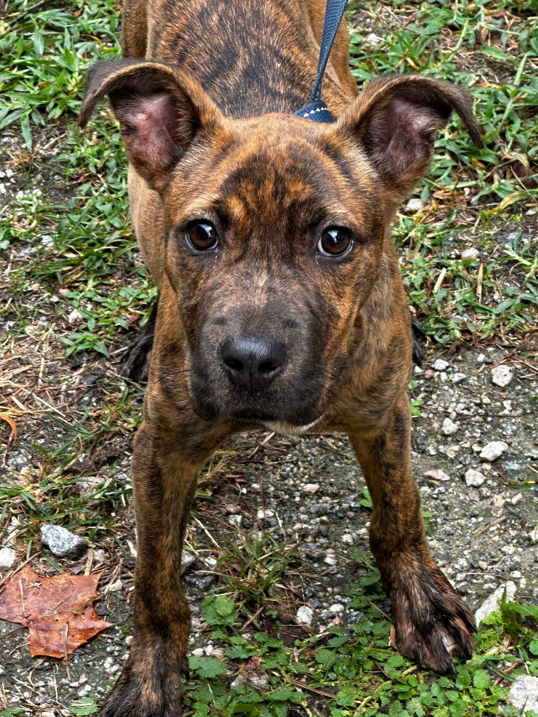 adoptable Dog in Tarboro, NC named 24-663 Nola