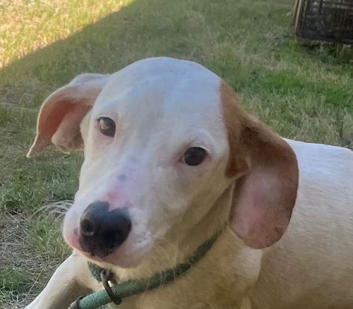 picture of the dog needing adoption