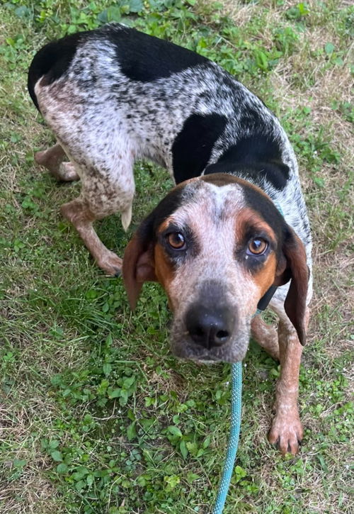 picture of the dog needing adoption