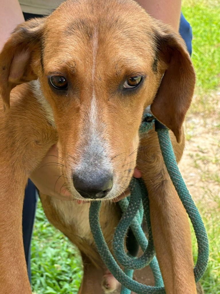 adoptable Dog in Tarboro, NC named 25-349 Lego