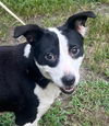 adoptable Dog in  named 25-356 Puffin