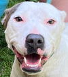 adoptable Dog in  named 25-365 Freya