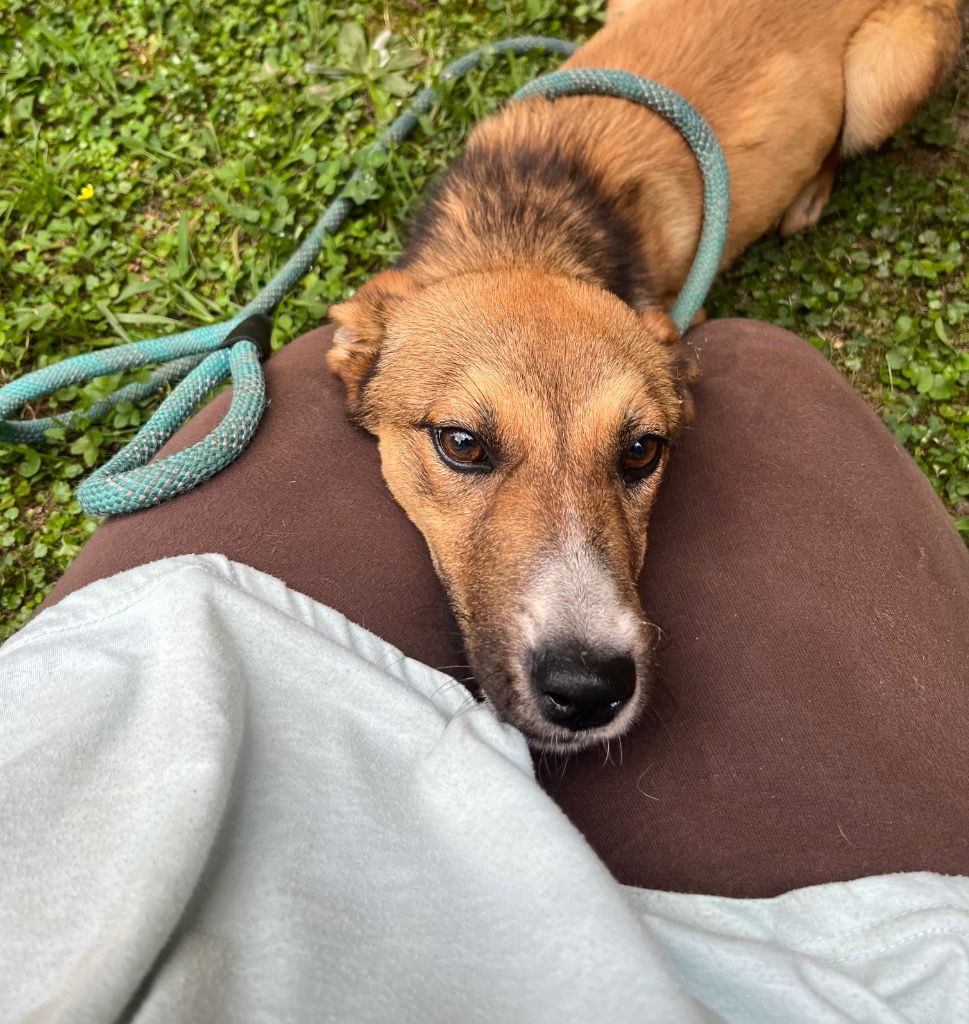 adoptable Dog in Tarboro, NC named 25-367 Flop
