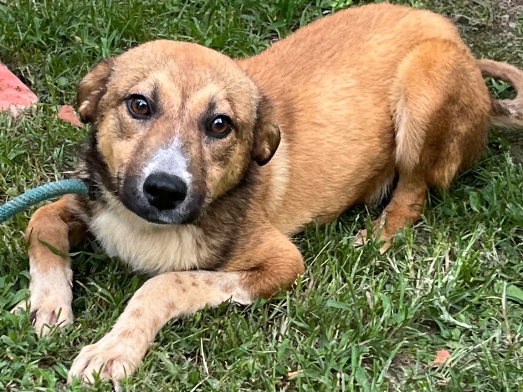 adoptable Dog in Tarboro, NC named 25-367 Flop