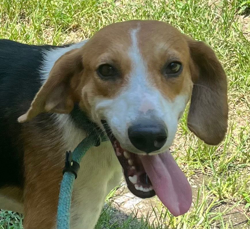 adoptable Dog in Tarboro, NC named 25-369 Vixen