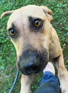 adoptable Dog in  named 25-373 River