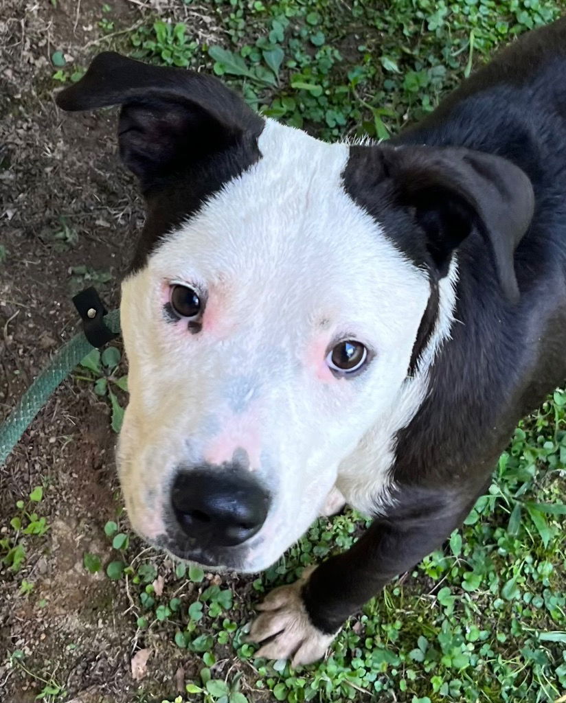 adoptable Dog in Tarboro, NC named 25-376 Snorkel