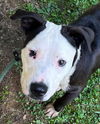adoptable Dog in  named 25-376 Snorkel