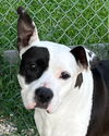 adoptable Dog in  named 25-382 Splash