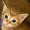adoptable Cat in  named 25-383