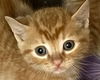 adoptable Cat in  named 25-384