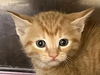adoptable Cat in  named 25-385