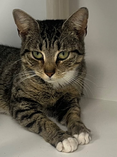 26-048 Tabbytha, Young Domestic Short Hair / Mixed, cat for adoption in Rocky Mount, North Carolina
