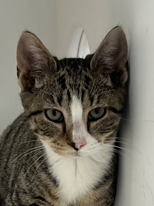 26-056 RuPaw, an adoptable Domestic Short Hair in Tarboro, NC