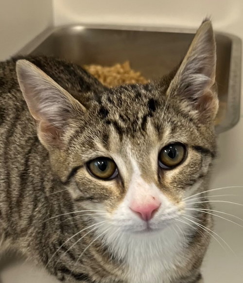26-060 Genghis Kat, an adoptable Domestic Short Hair in Tarboro, NC