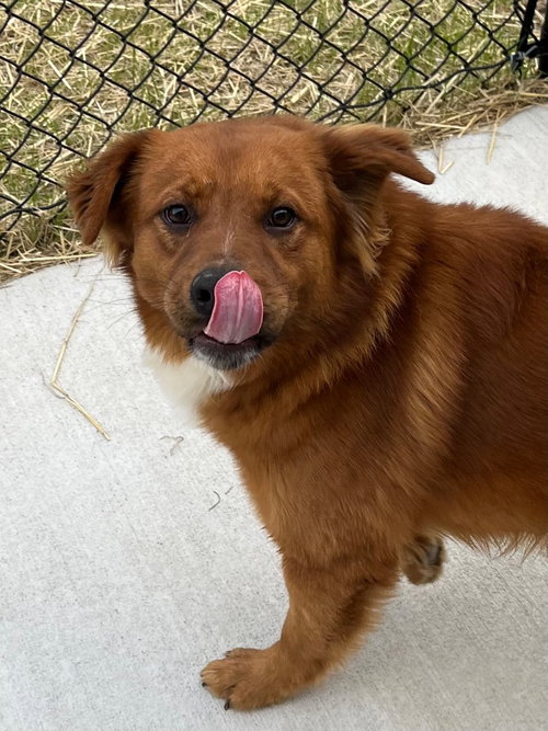 26-069 Grady, an adoptable Golden Retriever in Tarboro, NC