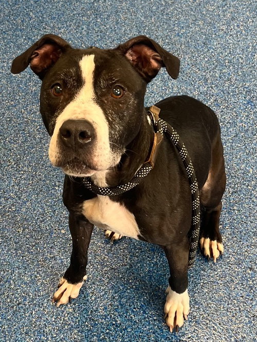26-077 Amaya, an adoptable Pit Bull Terrier in Tarboro, NC