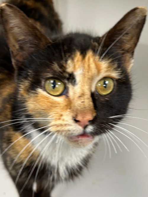 26-098 Cat Middleton, an adoptable Domestic Short Hair in Tarboro, NC