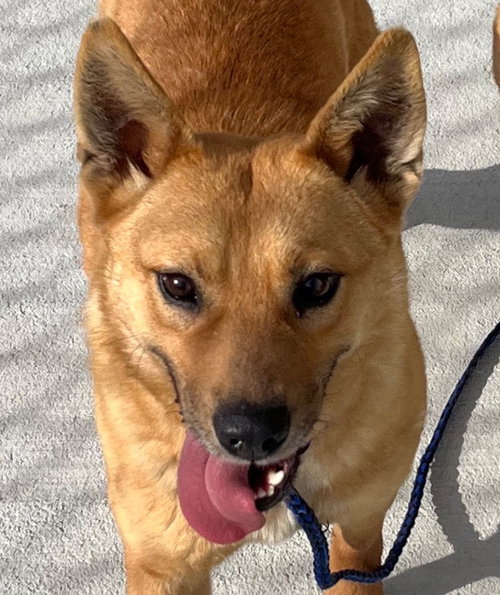 26-083 Monica, an adoptable Carolina Dog in Tarboro, NC