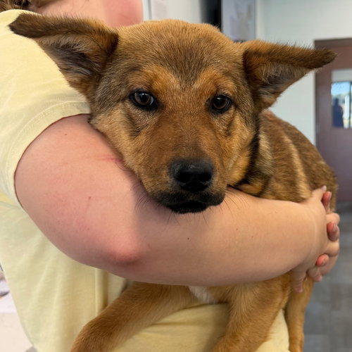 26-125 Mancala, an adoptable Shepherd in Tarboro, NC