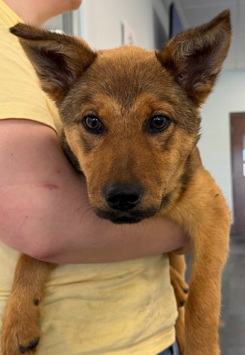 26-126 Chessy, an adoptable Shepherd in Tarboro, NC