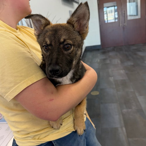26-127 Sudoku, an adoptable Shepherd in Tarboro, NC