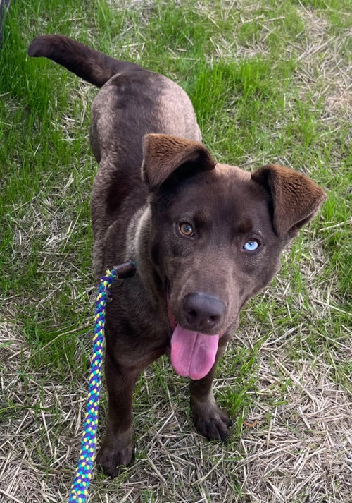 26-120 Calypso, an adoptable Labrador Retriever in Tarboro, NC