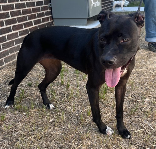 26-193 Diamond, an adoptable Pit Bull Terrier in Tarboro, NC