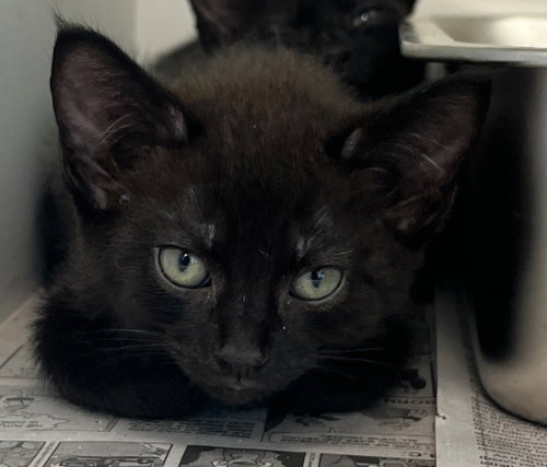 26-182, an adoptable Domestic Short Hair in Tarboro, NC