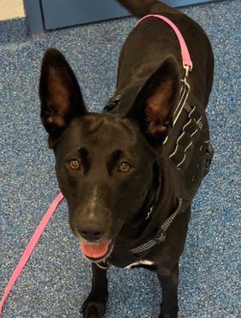 26-203 Midnight Ruby, an adoptable Shepherd in Tarboro, NC