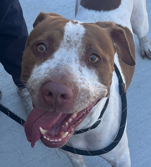 26-204 Elroy, an adoptable Hound in Tarboro, NC