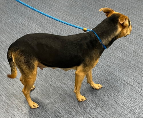 26-206 Zoey photo 2