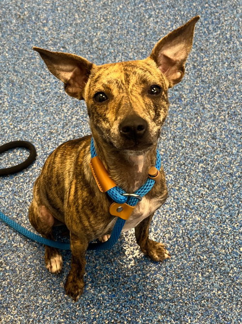 26-244 Iggy Azalea, an adoptable Italian Greyhound in Tarboro, NC